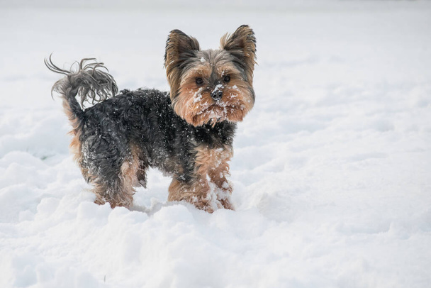 yorkshire terrier de pie en la nieve - Foto, imagen