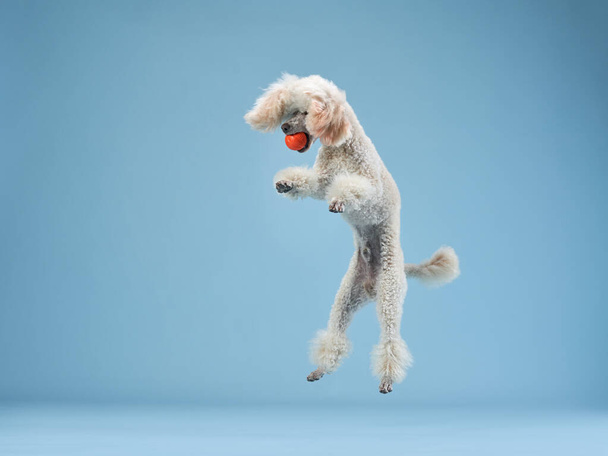 Funny active dog jumping. happy poodle on pink background - Fotó, kép