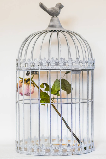 rose mourante dans la cage à oiseaux - Photo, image