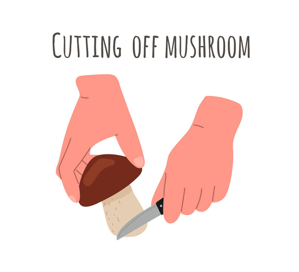 Raccolta dei funghi, raccolta dei funghi, il metodo di taglio dei funghi alla radice con un coltello. - Vettoriali, immagini