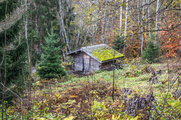 домик в лесу с деревьями - Фото, изображение