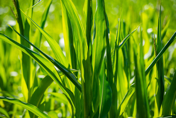 zomerweide gras en onkruid textuur. abstract groen gebladerte vervaging achtergrond met ondiepe scherptediepte - Foto, afbeelding