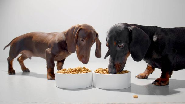 Two small dachshund dogs or puppies during a meal of dry diet food from white bowls. White seamless studio background high quality photo image. - Photo, Image