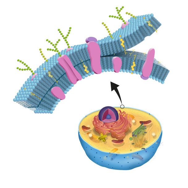 Błona komórkowa, zwana również błoną plazmową, występuje we wszystkich komórkach i oddziela wnętrze komórki od zewnętrznego środowiska. - Zdjęcie, obraz