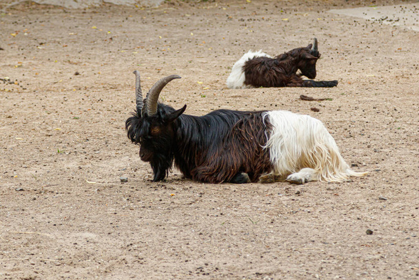 two goats lie in a clearing close-up - Photo, Image