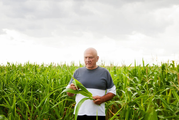 Зрелый человек, стоящий на поле кукурузы и забивающий его - Фото, изображение