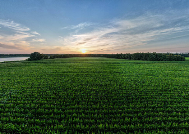 Vue aérienne panoramique prise par un drone d'une culture de champ de maïs sous un ciel couchant. Nature verte. Terrain agricole rural en été. La croissance des plantes. Scène agricole. Paysage extérieur. Feuille biologique. Cultures - Photo, image
