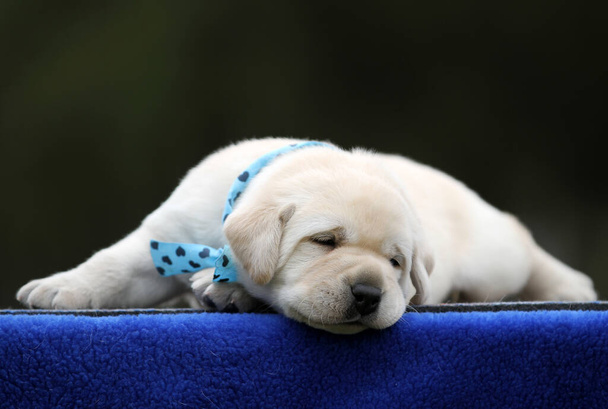 żółty pies labrador na niebieskim tle - Zdjęcie, obraz