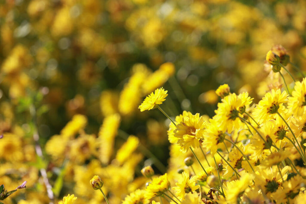 Belle fleur jaune de chrysanthème fleurissant dans le champ, fleurs dorées de marguerite fleurissant dans le jardin en été. - Photo, image
