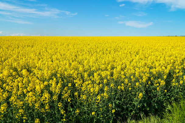 Yellow field of blooming rapeseed. - Φωτογραφία, εικόνα