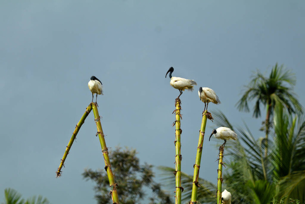 Black  headed ibis ,Threskiornis melanocephalus, or Indian white ibis in a bird sanctuary,Kottillam, Wayanad - Photo, Image