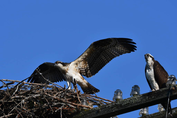 Young Osprey bird sitting in nest with spread wings - Photo, Image