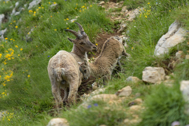 İzmir 'deki Fransız Vercors Dağları' ndaki dağ keçisi ailesi. - Fotoğraf, Görsel