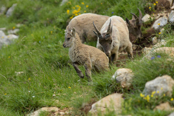 οικογένεια του ibex στα γαλλικά βουνά των vercors για isere - Φωτογραφία, εικόνα