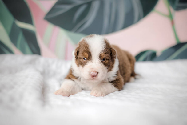 Funny cute puppy on white bed. Australian shepherd puppy. Newborn puppy.  - Fotó, kép