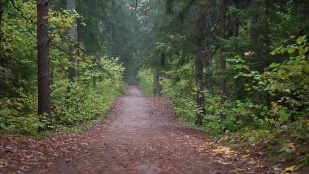 Spacerując ścieżką pokrytą kolorowymi jesiennymi liśćmi w lesie. Szlak przez piękny europejski las w pochmurny dzień jesienią.  - Materiał filmowy, wideo