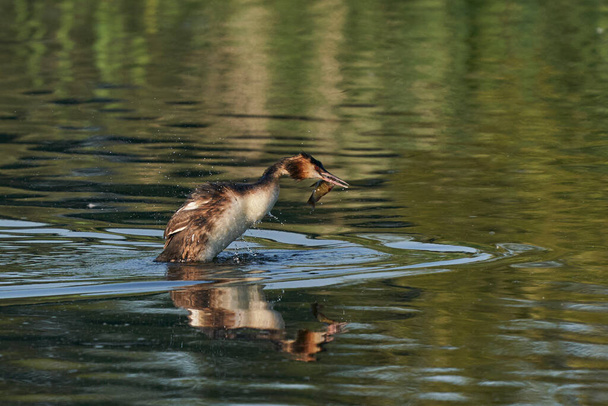 Great Crested Grebe (Podiceps cristatus) grappling with a recently caught fish on a lake at Ham Wall in Somerset, United Kingdom.  - Fotoğraf, Görsel