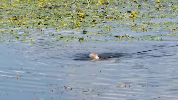 chien nageant dans le lac des lys  - Séquence, vidéo