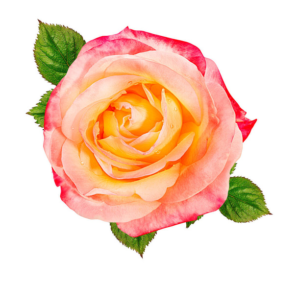 Roses isolated on white background - Φωτογραφία, εικόνα