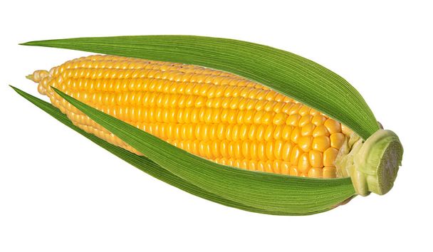 corn isolated on white background - Photo, Image