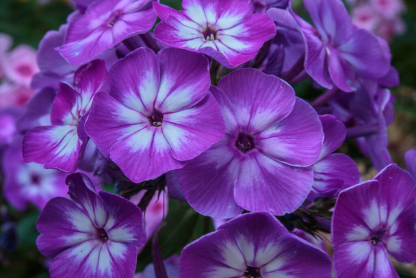 Un primer plano de flores de flox púrpura. - Foto, Imagen