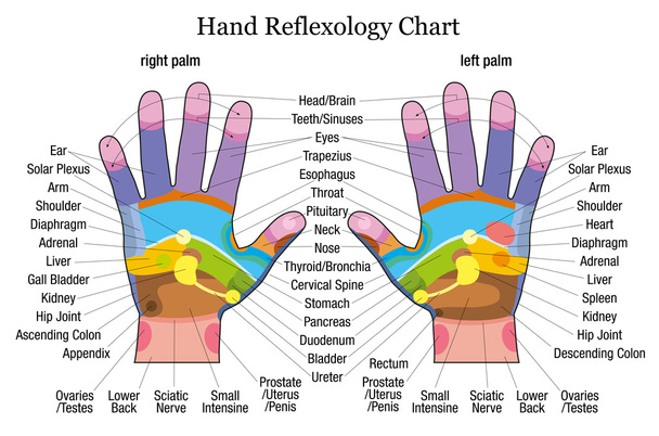 Popis grafu reflexologie ruky - Vektor, obrázek
