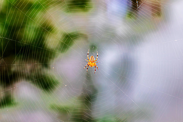 Μια αράχνη στον ιστό της αράχνης - Φωτογραφία, εικόνα