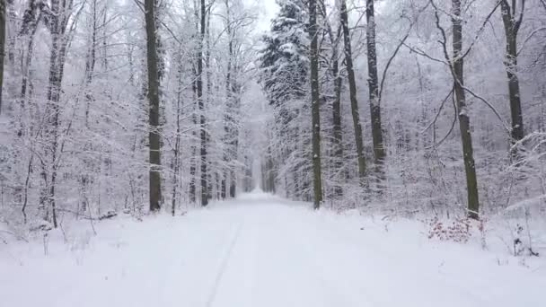 Hermoso día de invierno en el bosque  - Metraje, vídeo
