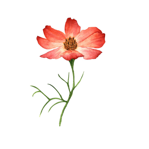  Cosmos flowers on a white background. beautiful flowers. Watercolor illustrations. hand drawing. - Фото, зображення