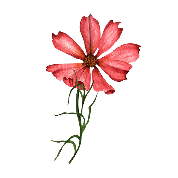  Cosmos flowers on a white background. beautiful flowers. Watercolor illustrations. hand drawing. - Foto, immagini