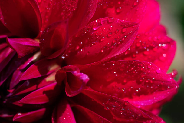 Close up view of wet macro red petals with sparkling water drops on it. Flower part sunlit on bright sunlight ar summertiime. - Photo, image