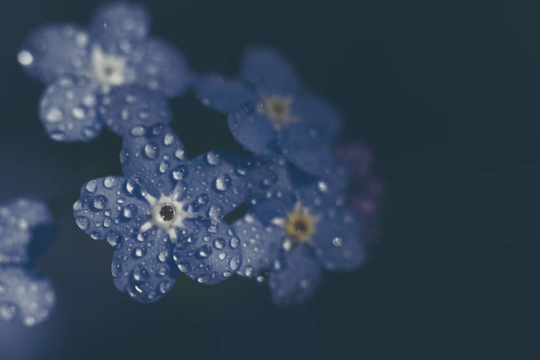 Toned backdrop made of group of forget-me-not flowers on blurred background. - Fotó, kép