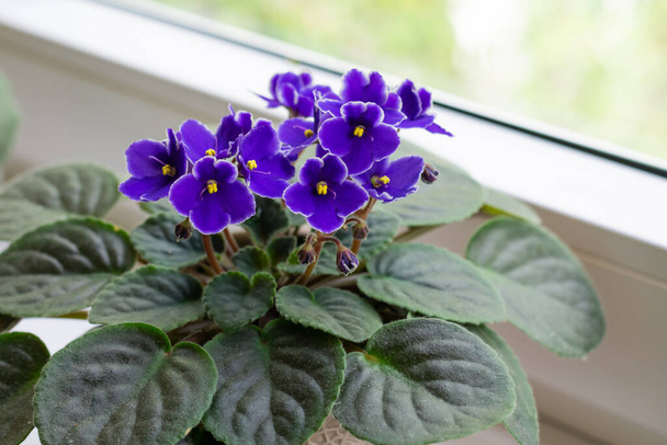 Blossoming deep blue purple colored african violet flower saintpaulia on windowsill. Home decoration - Fotoğraf, Görsel