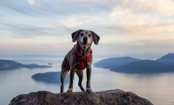 Adventurous little hiking dog on top of a mountain - Foto, Imagen