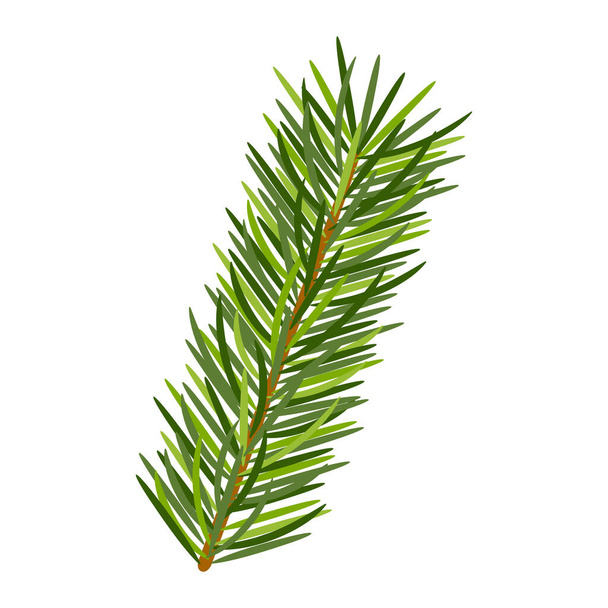 Pine branch in white background. - Vector, Image