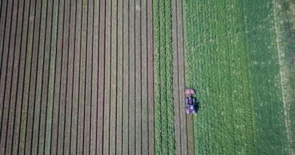 Vista aérea de un tractor hilling patatas con disco hiller en un campo de patatas en el campo de Suffolk preparándolos para la cosecha - Metraje, vídeo