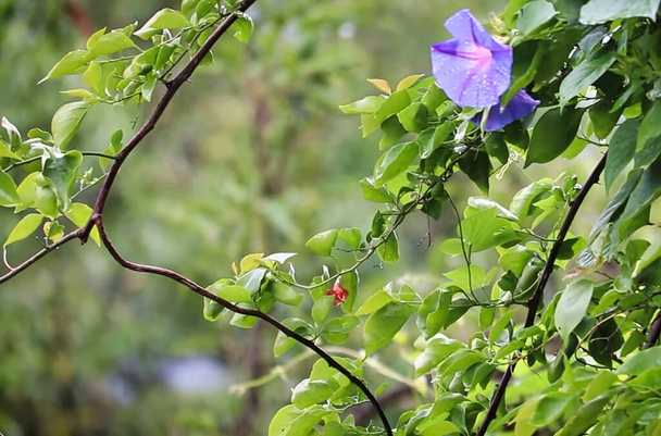una flor en una rama de árbol - Foto, Imagen