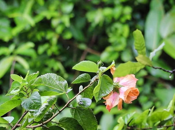een bloem bovenop een groene plant - Foto, afbeelding