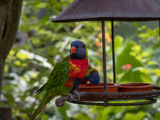 Rainbow Lorikeet (Trichoglossus moluccanus) - папуга зі східної Австралії, який харчується бенксійською квіткою. - Фото, зображення