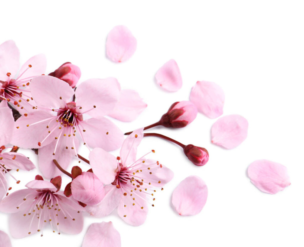 Beautiful pink sakura tree blossoms isolated on white - Fotó, kép