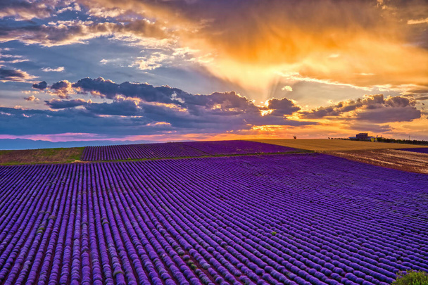 Blooming lavender at sunset create a stunningly beautiful landscape in Mesimeri Thessaloniki, reminiscent of a painting - Zdjęcie, obraz