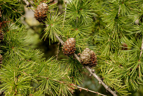 As a medicinal raw material, the cones of common spruce are used, which are collected in the summer before the seeds begin to mature, Young cones contain essential oil, resins, tannins - Photo, Image