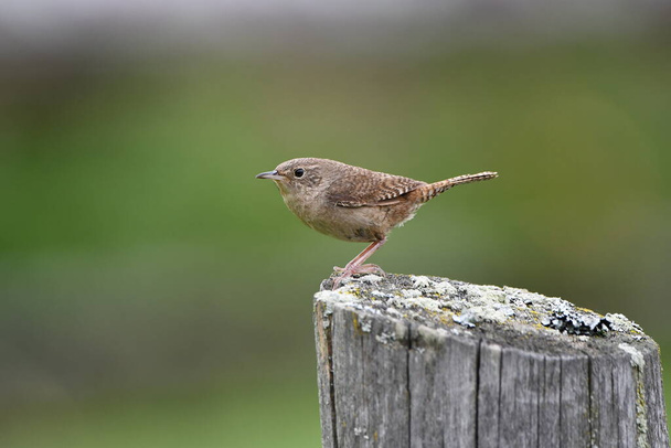 House Wren song bird sits perched on a fence post - Photo, Image