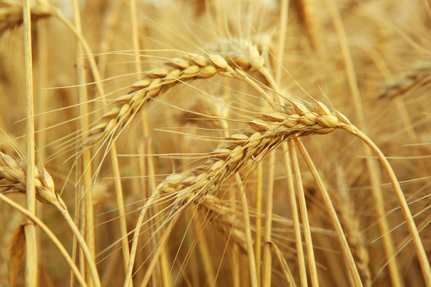 Spikelets di grano in un campo vicino con posto per testo - Foto, immagini