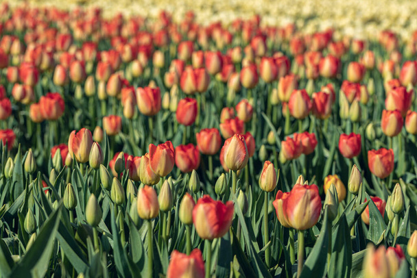 Florecientes campos de tulipanes rojos. Fondo de primavera floral. - Foto, imagen