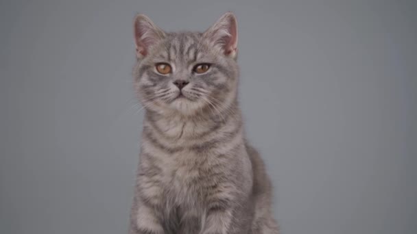 Animals theme. Cute young Scottish Straight cat of gray color with yellow eyes plays on gray background. Kitten of British breed carefree on chair. Pets require care and love from their owners - Footage, Video