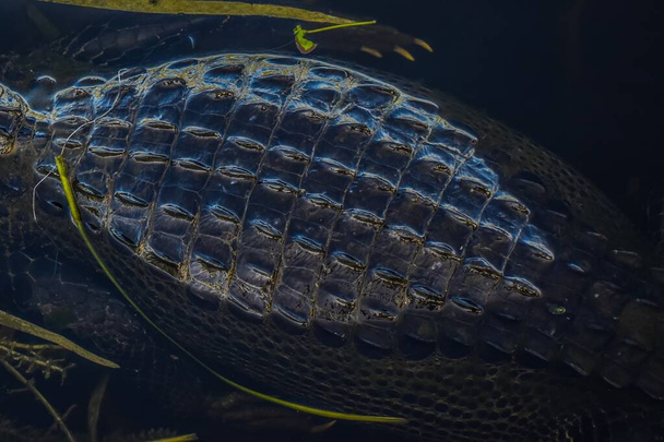 Peau et crêtes d'alligator dans le marais - Photo, image