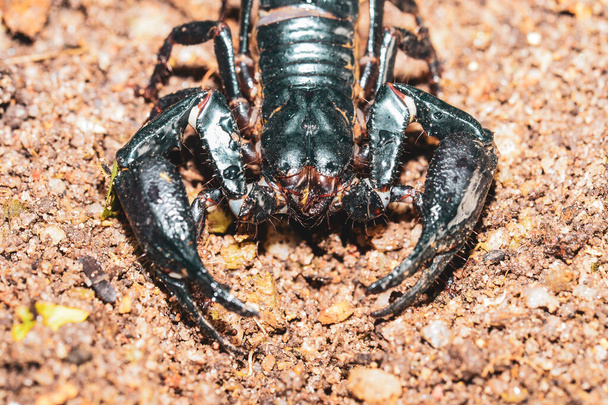 živý černý škorpión (císař Škorpión) - Fotografie, Obrázek