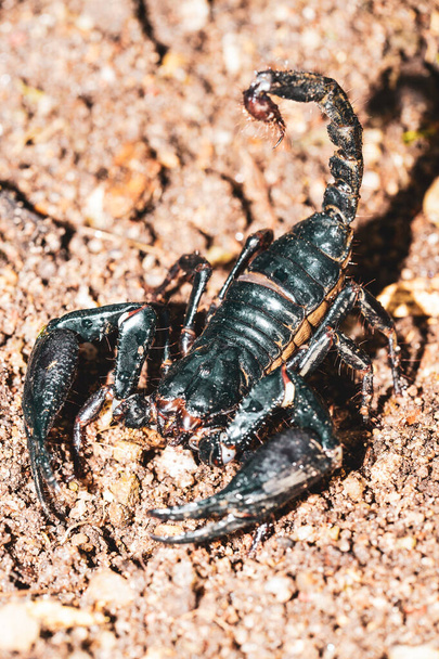 scorpione nero vivo (Imperatore Scorpione) - Foto, immagini