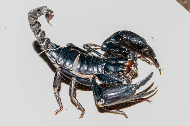 Kaiser Skorpion, Pandinus Imperator vor weißem Hintergrund. lebender schwarzer Skorpion (Kaiser Skorpion)) - Foto, Bild